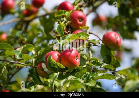 Mele mature su albero, frutteto prato, Schwerte, Renania settentrionale-Vestfalia, Germania Foto Stock