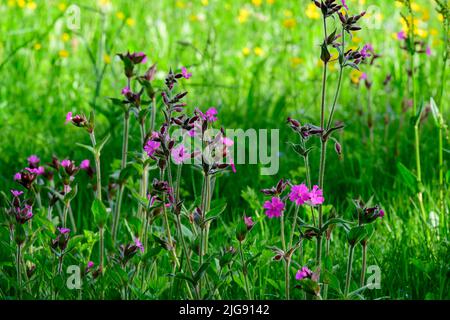 Germania, Baden-Wuerttemberg, campion Rosso (Silene dioica), detto anche ginepra rossa, garofano notturno rosso, garofano forestale rosso, garofano diurno o sangue del Signore. Foto Stock