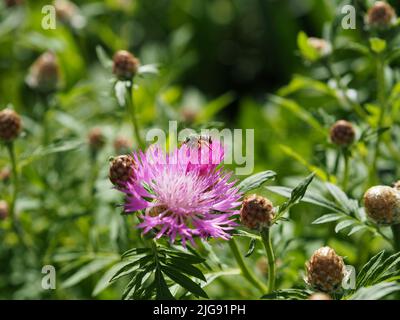 Fiore di mais rosa caldo (Psephellus dealbatus) appena in fiore tra un sacco di boccioli inaperti in un giardino a Ottawa, Ontario, Canada. Foto Stock