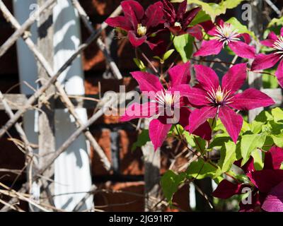 Meravigliosi fiori viola di una clematide (Clematis viticella) che crescono su una recinzione in un giardino a Ottawa, Ontario, Canada. Foto Stock