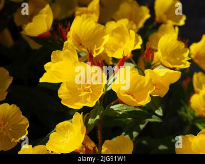 Meravigliosi fiori gialli luminosi di una rosa primorina (Oenotera pilosella) in un giardino a Ottawa, Ontario, Canada. Foto Stock