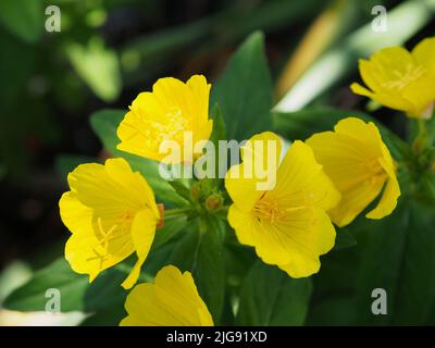 Meravigliosi fiori gialli luminosi di una rosa primorina (Oenotera pilosella) in un giardino a Ottawa, Ontario, Canada. Foto Stock