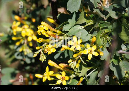 Fioritura gialla delle infiorescenze indeterminate del racema di Ribes Aureum, Grossulariaceae, arbusto deciduo nativo nelle montagne di Santa Monica, Inverno. Foto Stock