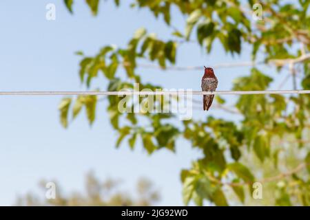 Hummingbird arroccato su una corda bianca Foto Stock