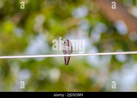 Hummingbird arroccato su una corda bianca Foto Stock