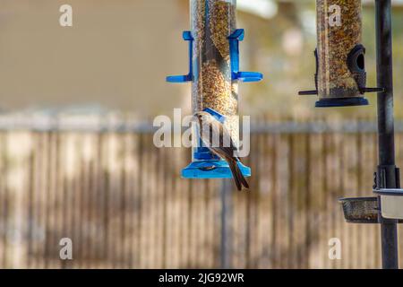 Un Finch della Casa arroccato su un alimentatore di uccelli Foto Stock