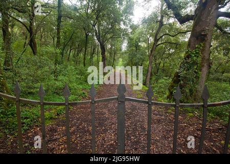 Porta a traliccio di fronte al vialetto su terreno privato, Sovicille, Siena, Toscana Foto Stock
