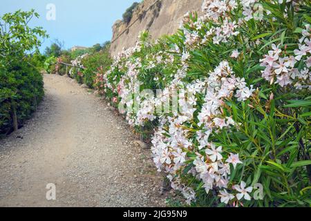 Oleandro fiorito, oleandro di Nerium, isola d'Elba, Foto Stock