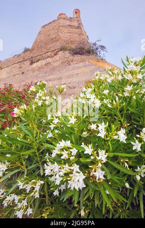 Oleandro fiorito, oleandro di Nerium, isola d'Elba, Foto Stock