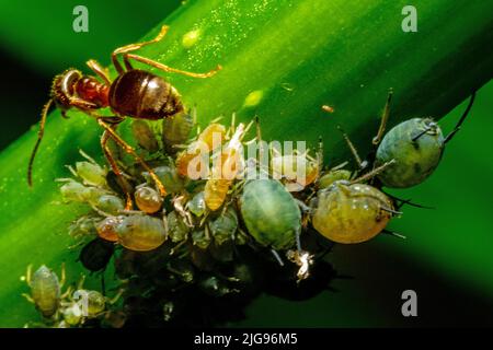 Molti vermin diversi e una formica su un ramo verde che danneggia la pianta Foto Stock