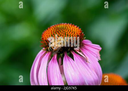 Ape su fiore Echinacea. Le api costruiscono nidi perenni coloniali di cera. La più conosciuta è l'ape occidentale del miele che è stato addomesticato Foto Stock