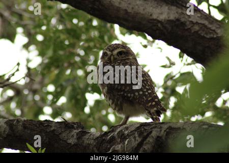 Gufo su ramo di albero Foto Stock
