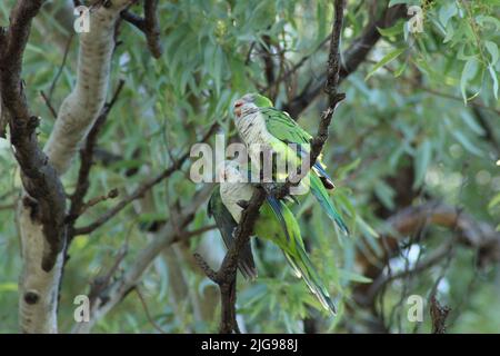 Pappagalli sul ramo dell'albero, parlando Foto Stock