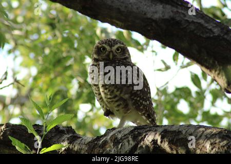 Gufo su ramo di albero Foto Stock