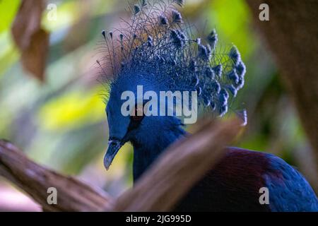 Vista laterale di un Pigeon vittoriano incoronato. Si tratta di un grande piccione blu con creste di lacy blu sopra la testa al parco degli uccelli Foto Stock