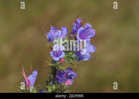 Primo piano lucentezza di vipera fiorita, blueweed (Echium vulgare) della famiglia Boraginaceae borraginaceae. Erba alta sfocata sullo sfondo. Luglio, Foto Stock