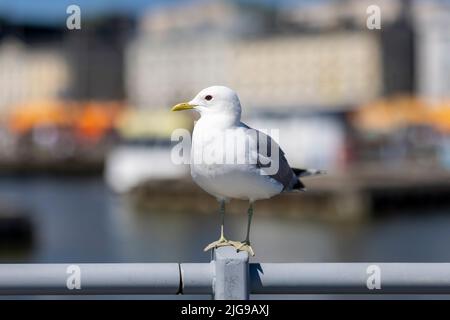 Un gabbiano comune seduto su una ringhiera e pensare che è la prossima mossa del centro di Helsinki Foto Stock