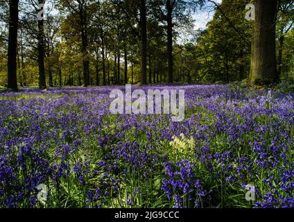 Singolo grumo di bluebells bianchi selvatici che crescono all'interno di una massa di bluebells blu in un ampio, soleggiato bosco impostazione a Norfolk, Inghilterra Foto Stock