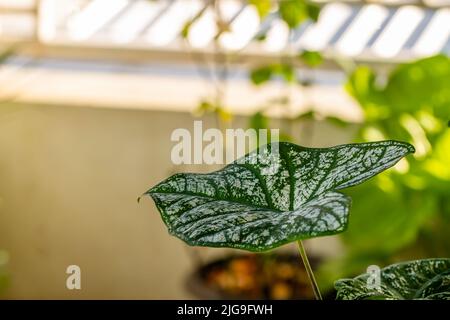 Le foglie verdi della pianta di taro con una combinazione di macchie bianche, crescono in pentole e sono utilizzate per decorare giardini interni. Foto Stock