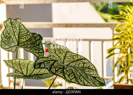 Le foglie verdi della pianta di taro con una combinazione di macchie bianche, crescono in pentole e sono utilizzate per decorare giardini interni. Foto Stock