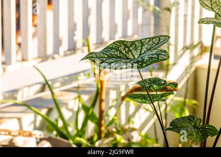 Le foglie verdi della pianta di taro con una combinazione di macchie bianche, crescono in pentole e sono utilizzate per decorare giardini interni. Foto Stock