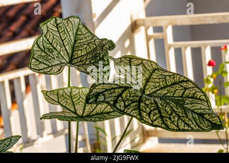 Le foglie verdi della pianta di taro con una combinazione di macchie bianche, crescono in pentole e sono utilizzate per decorare giardini interni. Foto Stock