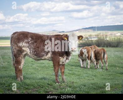 Vacca giovane, toro in piedi sul pascolo verde guardando la macchina fotografica con altri bovini in background Foto Stock