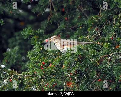 Redwing (Turdus iliacus) un mughetto invernale migrante nel Regno Unito che alimenta bacche di albero di ruscello Yew (Taxus baccata) Cumbria, Inghilterra Foto Stock