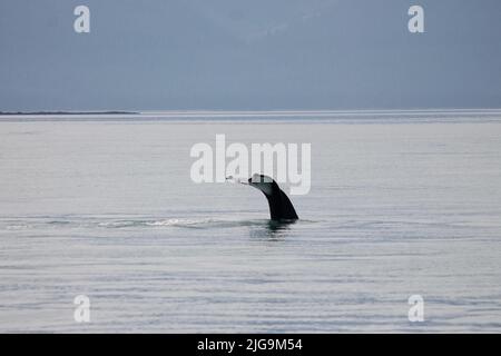 Avvistamento di balene a Juneau, Alaska, USA Foto Stock