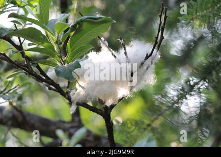 Alberi di cottonwood neri in Juneau, Alaska, Stati Uniti Foto Stock