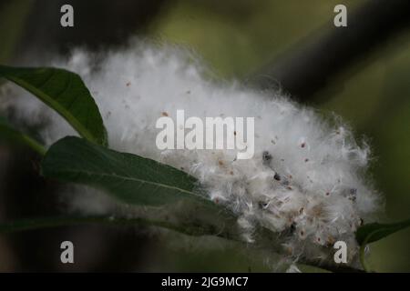 Alberi di cottonwood neri in Juneau, Alaska, Stati Uniti Foto Stock