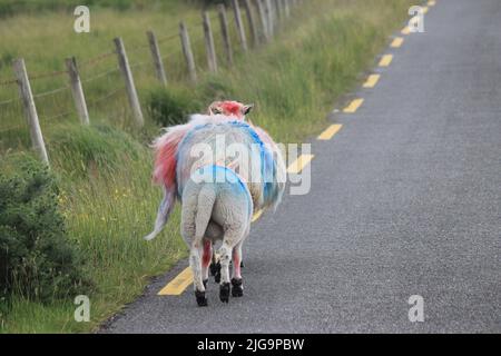 Pecore che attraversano in Irlanda rurale Foto Stock