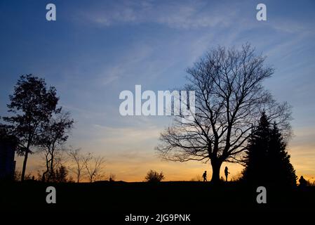 Silhouette di acero nel parco pubblico al crepuscolo Foto Stock