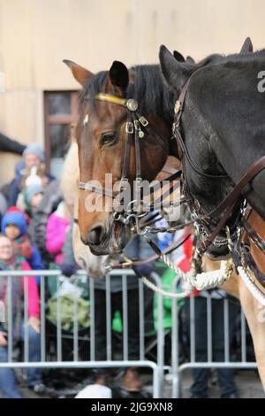 Unità di polizia equestre alla Macy's Thanksgiving Day Parade, New York, USA Foto Stock