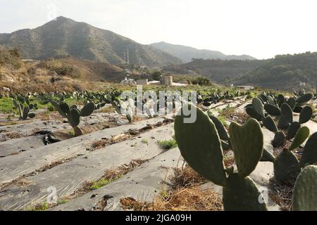 Serra di plastica bianca con struttura a vista sul mare e sulle montagne Foto Stock