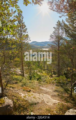 Panorama di pini, abeti o cedri che crescono in tranquilli boschi mistici in Norvegia. Foglie verdi rigogliose in una foresta selvaggia e remota di conifere Foto Stock