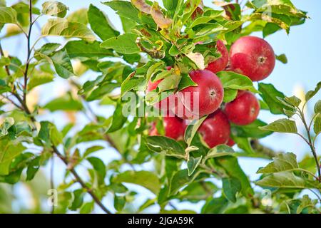 Spazio copia con mele rosse che crescono in un frutteto soleggiato all'aperto. Primo piano di un mazzo fresco di deliziosa frutta coltivata e raccolta dagli alberi Foto Stock