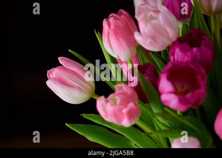 CopySpace con un mazzo di colorati fiori di tulipano su sfondo nero. Primo piano di bella pianta fiorita con petali rosa e foglie verdi Foto Stock