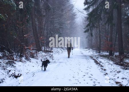 Uomo che parla al telefono mentre cammina lungo un sentiero nevoso con il suo cane che corre di fronte a un nebbia giorno di caduta nella foresta di Palatinato in Germania. Foto Stock