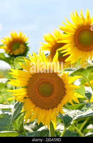 Girasoli gialli luminosi che crescono su una fattoria pronta per il raccolto, produzione di olio di girasole. Zoom in su fiori gialli stagionali che crescono in un campo o. Foto Stock