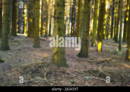 Molti alberi in una foresta in autunno. Primo piano di un sacco di tronchi di alberi coperti di muschio verde nei boschi in un pomeriggio di sole. Natura paesaggio di selvaggio Foto Stock