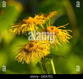 Primo piano di margherite appassite e secche in un campo in autunno. Fiori impollinati morenti con pistils gialli in giardino o cortile. Gruppo di marguerite Foto Stock