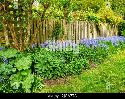 I fiori di Bluebell crescono in un bel giardino con lussureggiante cespuglio verde e erba. Piante viola decorative in un cortile ecologico vicino fogliame. Botanica Foto Stock