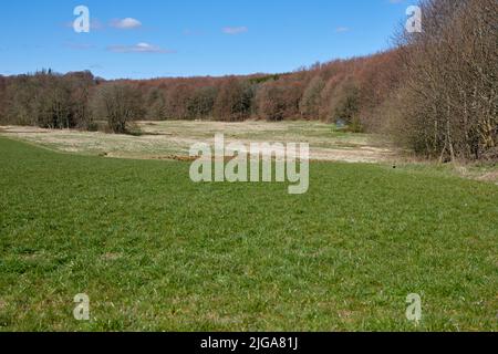 CopySpace e bellissimo paesaggio estivo di prati erbosi e alberi con un cielo blu nuvoloso. Campo con erba verde durante l'autunno. Vista di Foto Stock