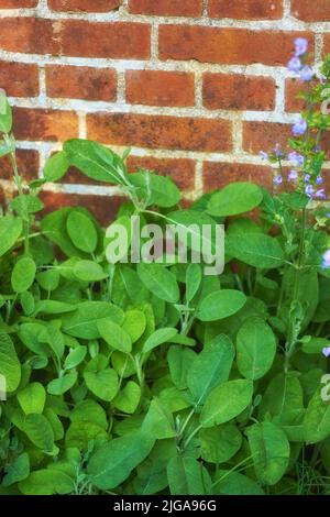 Giardino di erbe selvatiche sovrasmite contro il muro di una casa di mattoni rossi. Varie piante in un lussureggiante aiuole. Arbusti verdi diversi che crescono in un cortile Foto Stock