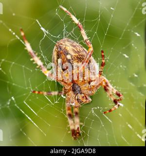 Primo piano di un ragno Walnut Orb Weaver in una rete contro sfondo sfumato verde nel suo habitat naturale. Un aracnide a otto zampe che fa un nastro di ciottoli dentro Foto Stock