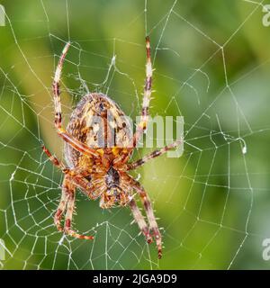 Primo piano di un ragno Walnut Orb Weaver in una rete contro sfondo sfumato verde nel suo habitat naturale. Un aracnide a otto zampe che fa un nastro di ciottoli dentro Foto Stock