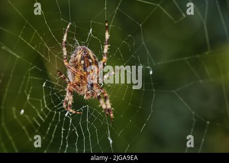 Primo piano di un ragno in una rete contro sfondo verde sfocato. Un ragno di tessitore di orb di noce a otto zampe che fa un nastro di ciottoli in natura circondato da alberi Foto Stock