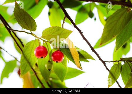Frutto di Muntinia calabura che matura nell'albero, fuoco selettivo Foto Stock