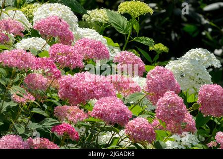 Hydrangea Annabelle rosa, Hydrangea arborescens Annabelle rosa, Mophead hydrangea, Bigleaf Hydrangea francese Hydrangea giardino Hydrangea rosa Hydrangea Foto Stock